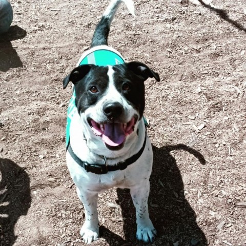 Savvy, an adoptable Pit Bull Terrier in Mount Shasta, CA, 96067 | Photo Image 1