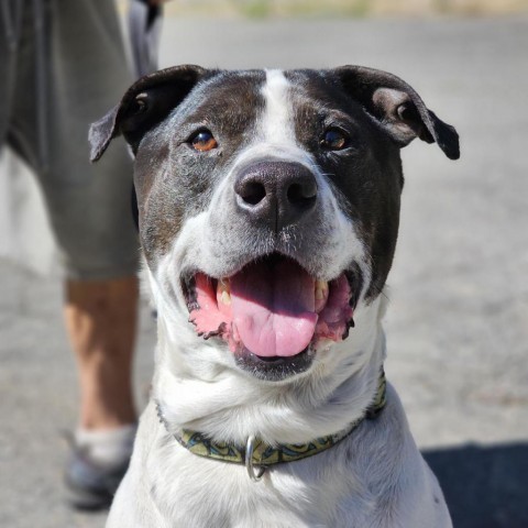 Savvy, an adoptable Pit Bull Terrier in Mount Shasta, CA, 96067 | Photo Image 1