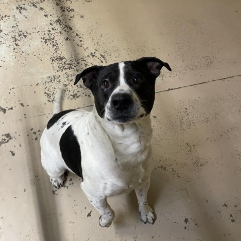 Savvy, an adoptable Pit Bull Terrier in Mount Shasta, CA, 96067 | Photo Image 4