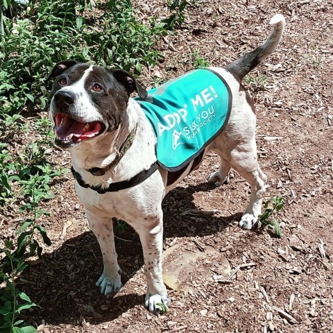 Savvy, an adoptable Pit Bull Terrier in Mount Shasta, CA, 96067 | Photo Image 6