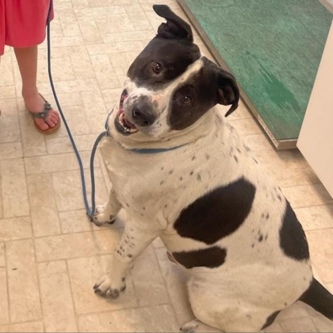 Savvy, an adoptable Pit Bull Terrier in Mount Shasta, CA, 96067 | Photo Image 6