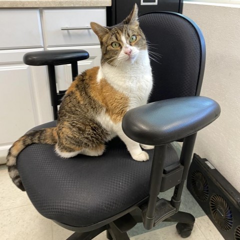 Tricia, an adoptable Domestic Short Hair in Mount Shasta, CA, 96067 | Photo Image 2