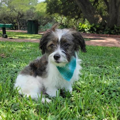 Beethoven, an adoptable Maltese in Waco, TX, 76702 | Photo Image 1