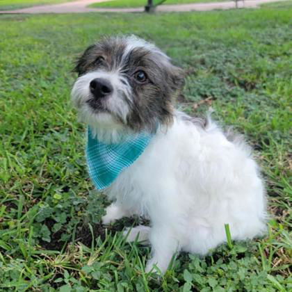 Beethoven, an adoptable Maltese in Waco, TX, 76702 | Photo Image 2