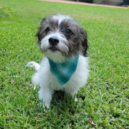 Beethoven, an adoptable Maltese in Waco, TX, 76702 | Photo Image 3