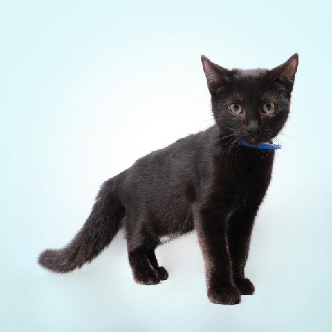 Henry, an adoptable Domestic Medium Hair in Guaynabo, PR, 00969 | Photo Image 1