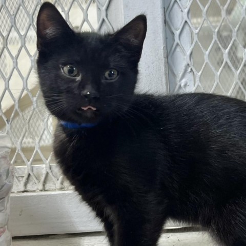 Henry, an adoptable Domestic Medium Hair in Guaynabo, PR, 00969 | Photo Image 2