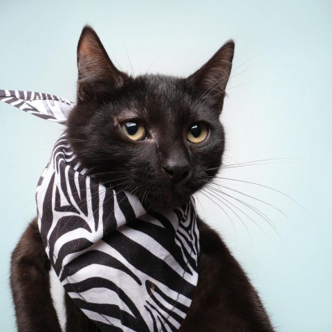 Henry, an adoptable Domestic Medium Hair in Guaynabo, PR, 00969 | Photo Image 2