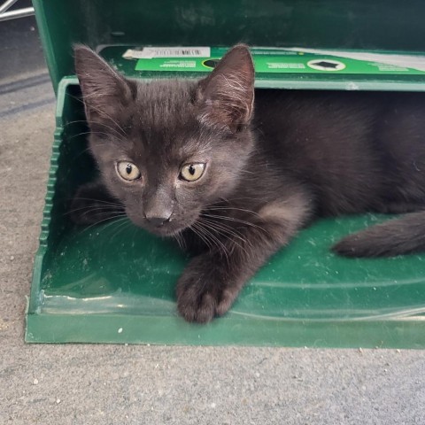 Heather, an adoptable Domestic Medium Hair in Guaynabo, PR, 00969 | Photo Image 1