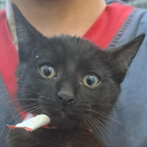 Heather, an adoptable Domestic Medium Hair in Guaynabo, PR, 00969 | Photo Image 2