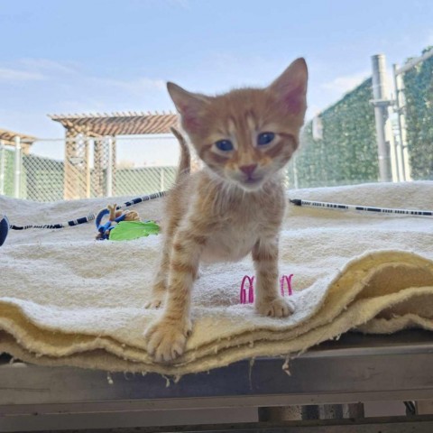 Mississippi, an adoptable Domestic Short Hair in Garden City, KS, 67846 | Photo Image 1