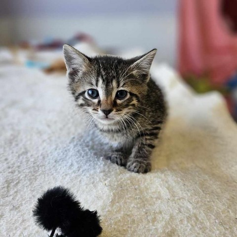 Arkansas, an adoptable Domestic Short Hair in Garden City, KS, 67846 | Photo Image 1