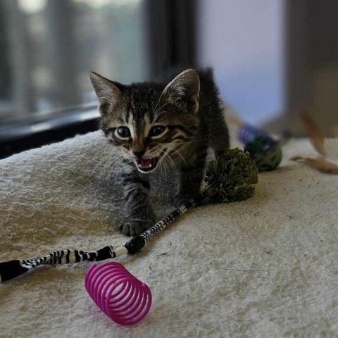 Arkansas, an adoptable Domestic Short Hair in Garden City, KS, 67846 | Photo Image 2