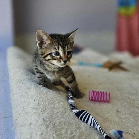 Arkansas, an adoptable Domestic Short Hair in Garden City, KS, 67846 | Photo Image 2