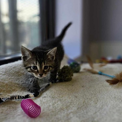 Arkansas, an adoptable Domestic Short Hair in Garden City, KS, 67846 | Photo Image 4