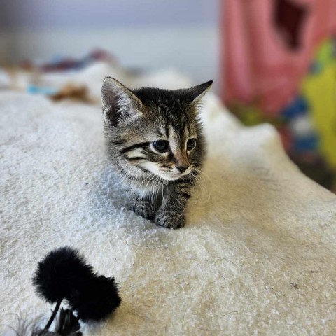 Arkansas, an adoptable Domestic Short Hair in Garden City, KS, 67846 | Photo Image 5