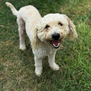 Holmes is a delightful 15-year-old poodle tipping the scales at a charming 26 pounds This sweet b