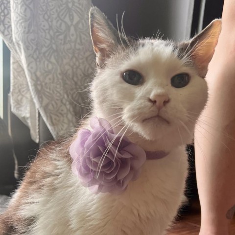 Miss Patches Estes, an adoptable Domestic Short Hair in Eagle Mountain, UT, 84005 | Photo Image 1