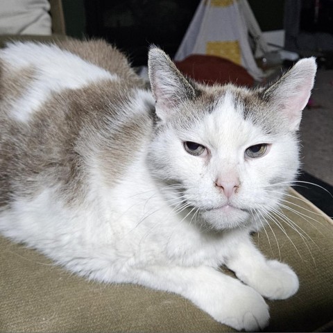 Miss Patches Estes, an adoptable Domestic Short Hair in Eagle Mountain, UT, 84005 | Photo Image 2