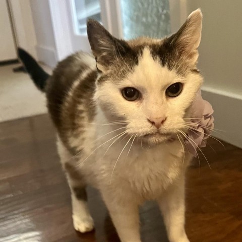 Miss Patches Estes, an adoptable Domestic Short Hair in Eagle Mountain, UT, 84005 | Photo Image 3