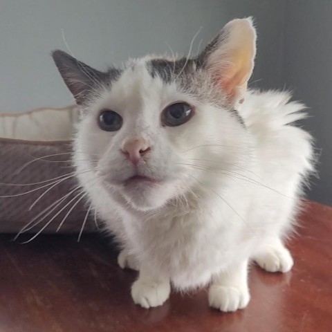 Miss Patches Estes, an adoptable Domestic Short Hair in Eagle Mountain, UT, 84005 | Photo Image 6