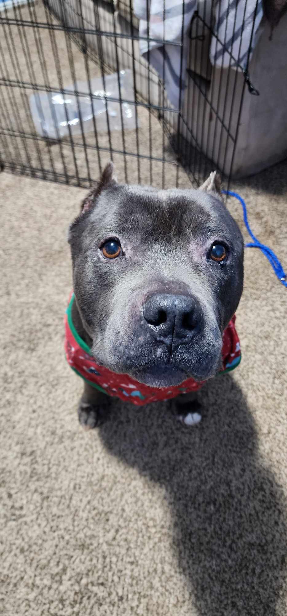 Atlas, an adoptable Pit Bull Terrier in Arlee, MT, 59821 | Photo Image 1