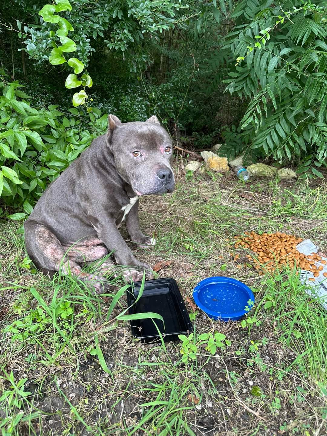 Atlas, an adoptable Pit Bull Terrier in Arlee, MT, 59821 | Photo Image 5