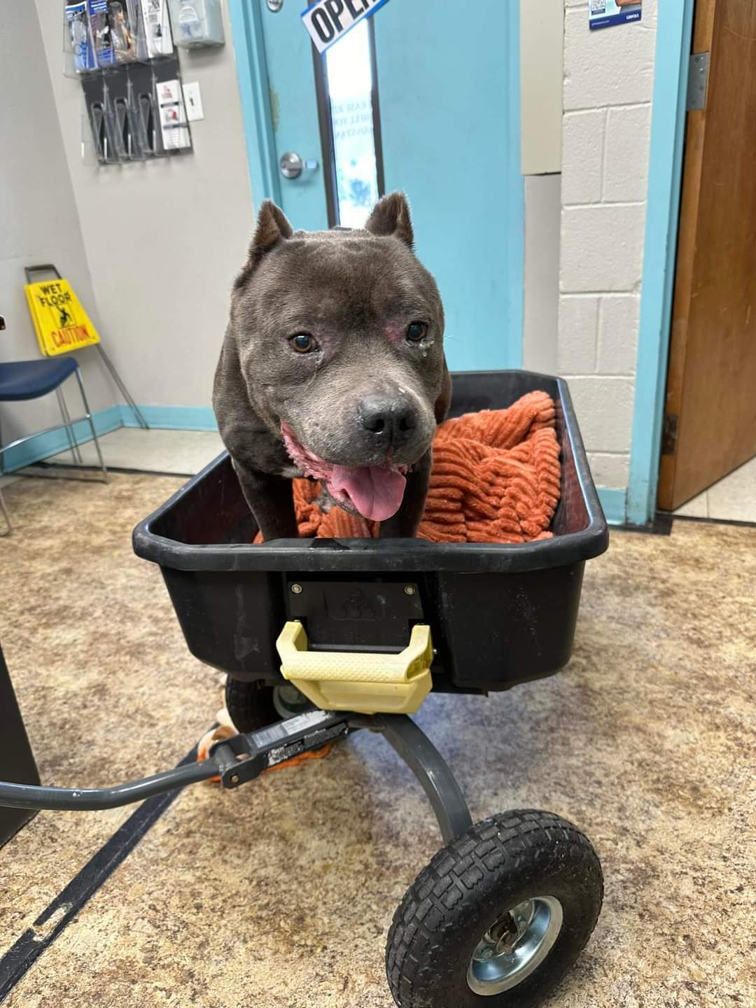 Atlas, an adoptable Pit Bull Terrier in Arlee, MT, 59821 | Photo Image 6