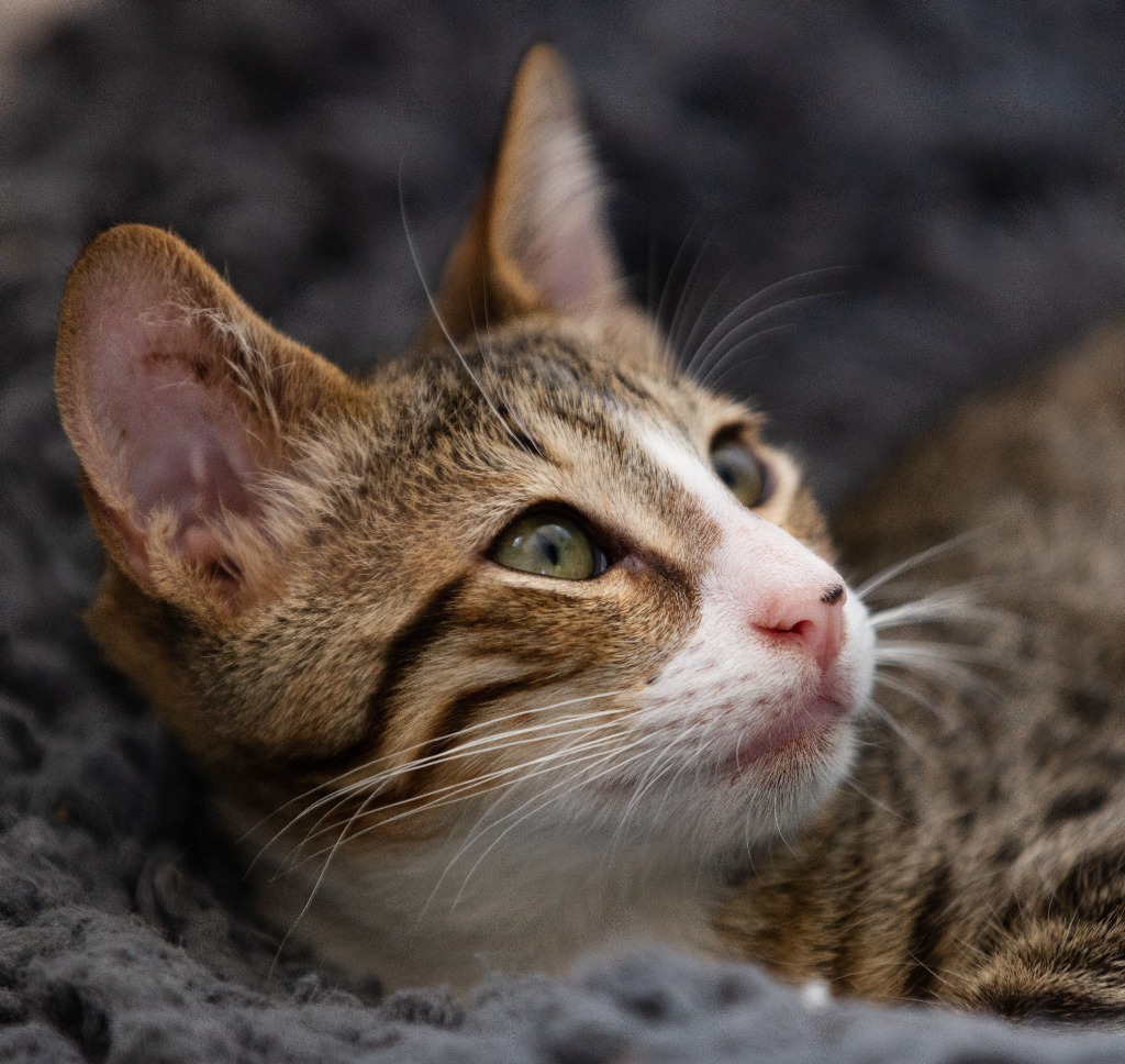 Rocky Furrboa, an adoptable Domestic Short Hair in Santa Barbara, CA, 93110 | Photo Image 1