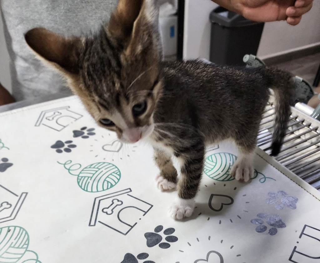 Rocky Furrboa, an adoptable Domestic Short Hair in Santa Barbara, CA, 93110 | Photo Image 5