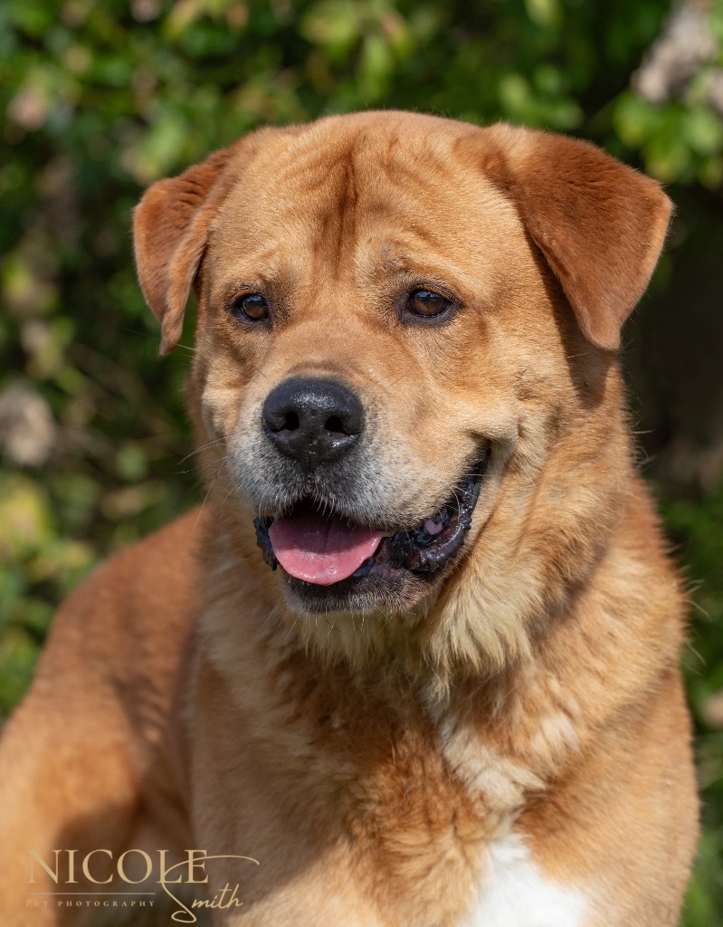 Winchester, an adoptable Terrier in Henderson, KY, 42420 | Photo Image 1