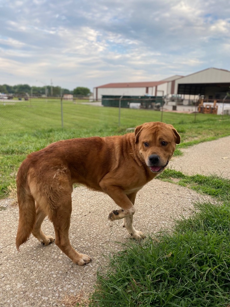 Winchester, an adoptable Terrier in Henderson, KY, 42420 | Photo Image 2