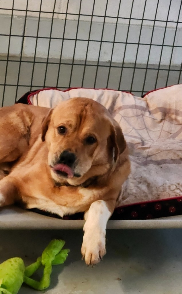 Winchester, an adoptable Terrier in Henderson, KY, 42420 | Photo Image 3