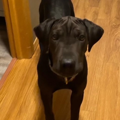 Taj, an adoptable Shar-Pei, Labrador Retriever in Beresford, SD, 57004 | Photo Image 1