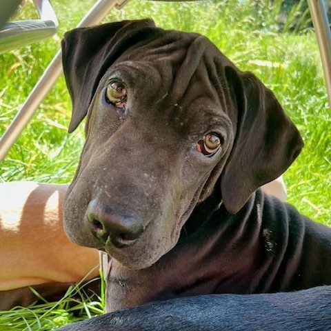 Taj, an adoptable Shar-Pei, Labrador Retriever in Beresford, SD, 57004 | Photo Image 2