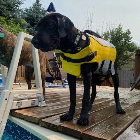 Taj, an adoptable Shar-Pei, Labrador Retriever in Beresford, SD, 57004 | Photo Image 2