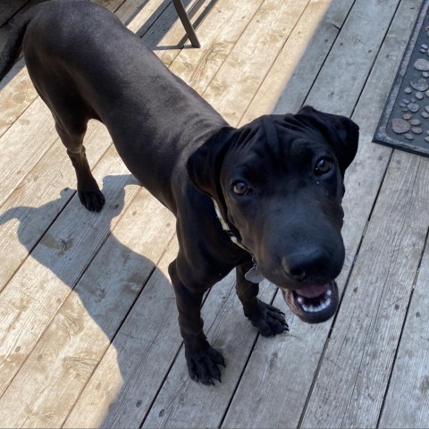 Taj, an adoptable Shar-Pei, Labrador Retriever in Beresford, SD, 57004 | Photo Image 3