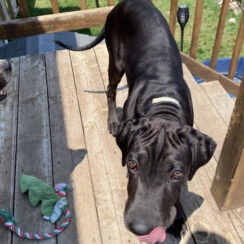 Taj, an adoptable Shar-Pei, Labrador Retriever in Beresford, SD, 57004 | Photo Image 5