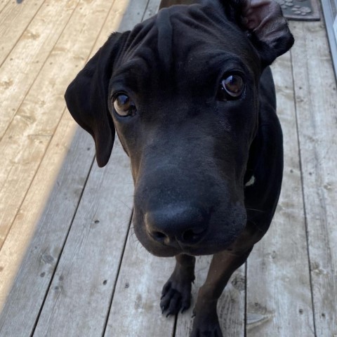 Taj, an adoptable Shar-Pei, Labrador Retriever in Beresford, SD, 57004 | Photo Image 6