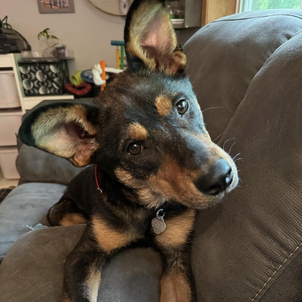 Kenya, an adoptable Shepherd in Sioux Falls, SD, 57106 | Photo Image 1