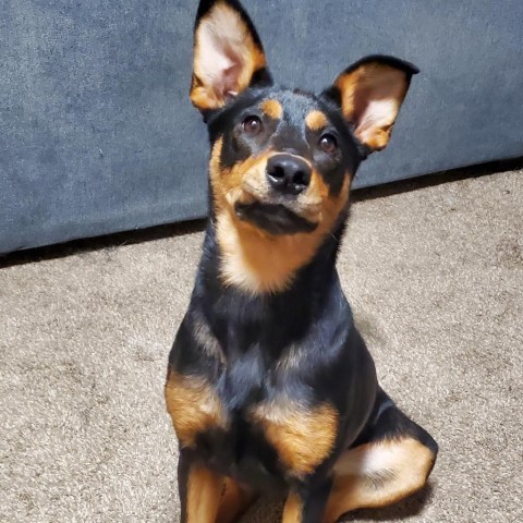 Kenya, an adoptable Shepherd in Sioux Falls, SD, 57106 | Photo Image 2