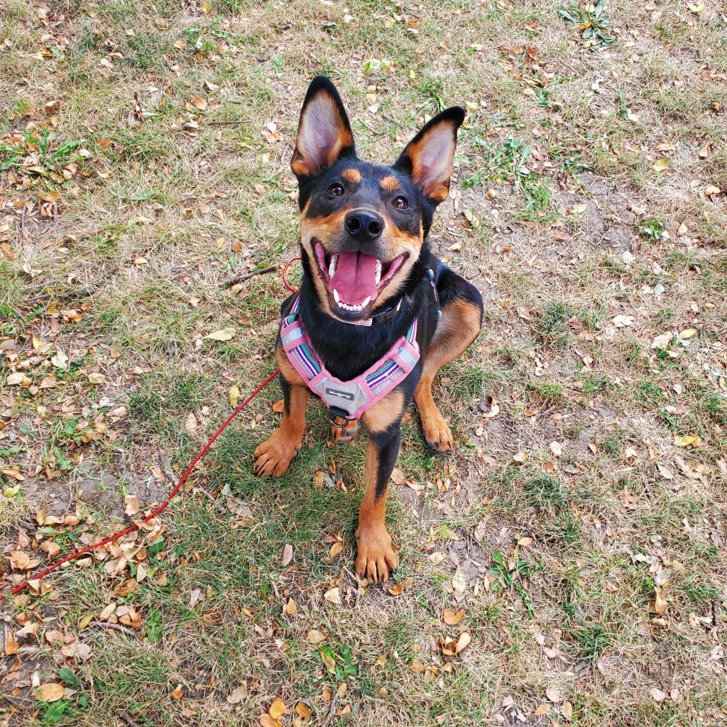 Kenya, an adoptable Shepherd in Sioux Falls, SD, 57106 | Photo Image 2