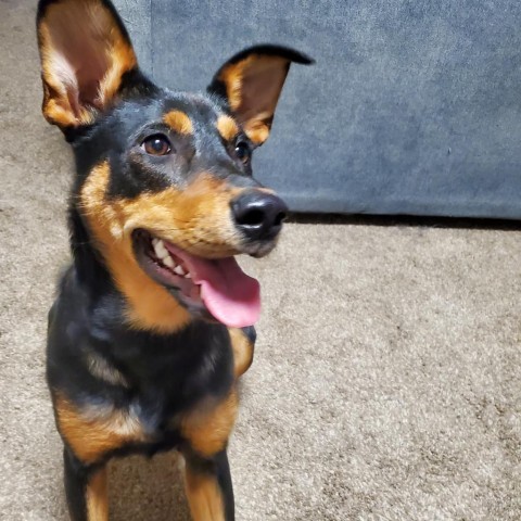 Kenya, an adoptable Shepherd in Sioux Falls, SD, 57106 | Photo Image 3