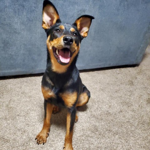 Kenya, an adoptable Shepherd in Sioux Falls, SD, 57106 | Photo Image 4