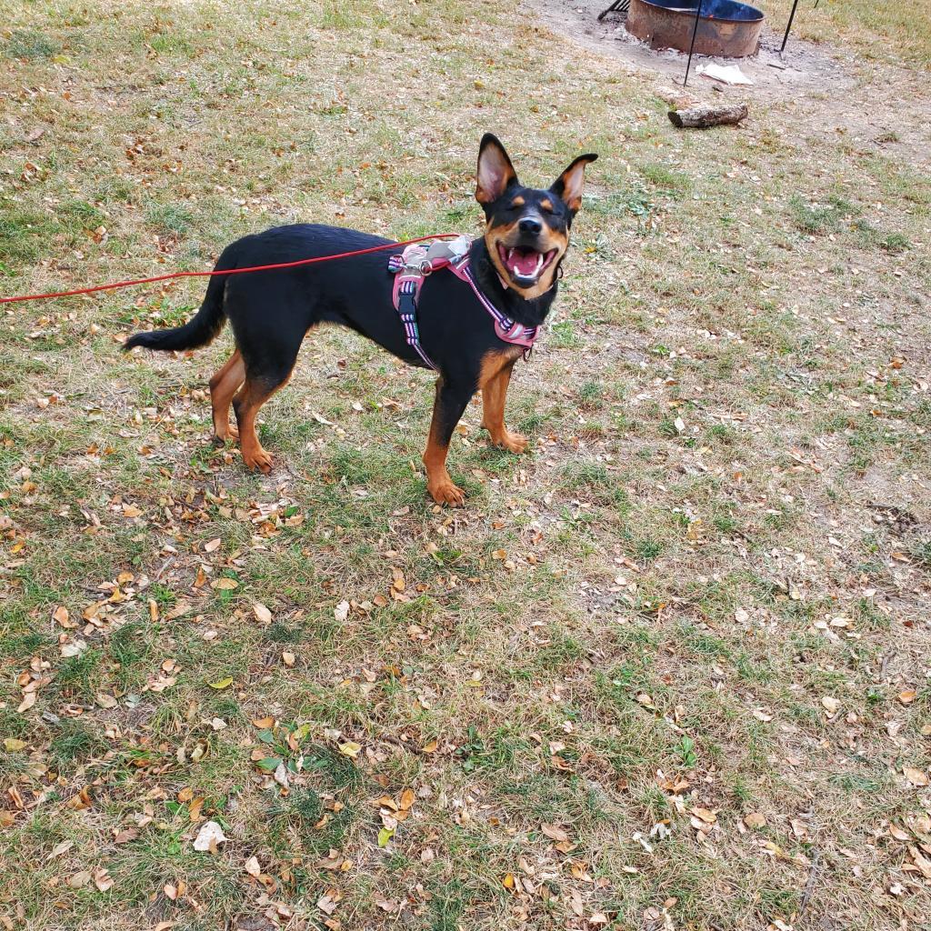 Kenya, an adoptable Shepherd in Sioux Falls, SD, 57106 | Photo Image 4