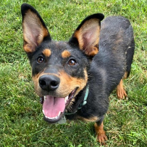 Kenya, an adoptable Shepherd in Sioux Falls, SD, 57106 | Photo Image 6