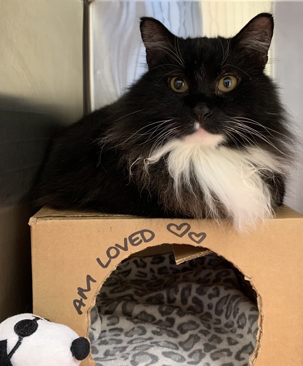 Mopsy, an adoptable Domestic Medium Hair in Great Falls, MT, 59405 | Photo Image 1