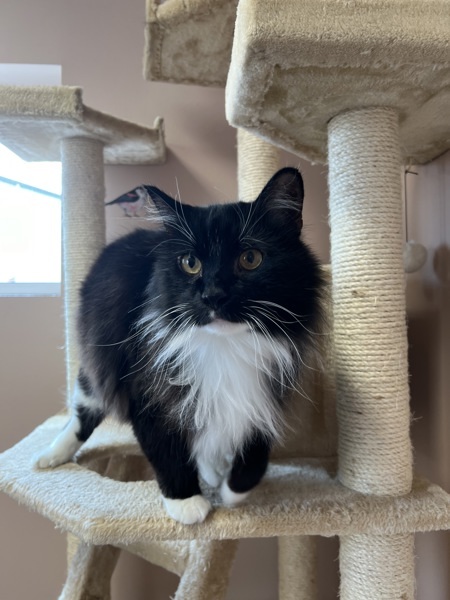 Mopsy, an adoptable Domestic Medium Hair in Great Falls, MT, 59405 | Photo Image 2