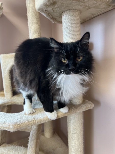 Mopsy, an adoptable Domestic Medium Hair in Great Falls, MT, 59405 | Photo Image 4