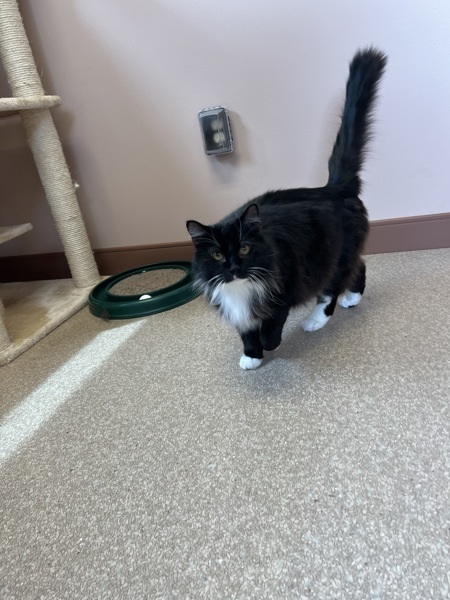 Mopsy, an adoptable Domestic Medium Hair in Great Falls, MT, 59405 | Photo Image 5